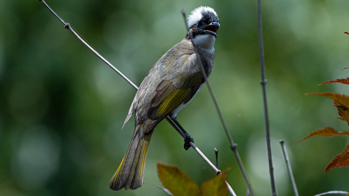 Light-vented Bulbul - ML582474831