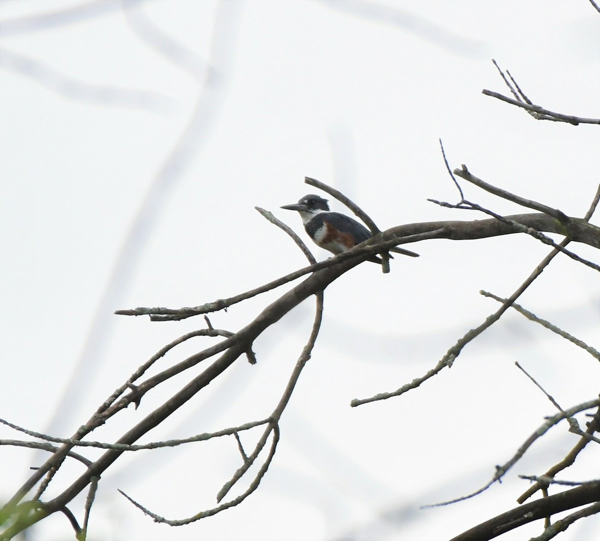 Belted Kingfisher - ML582475791