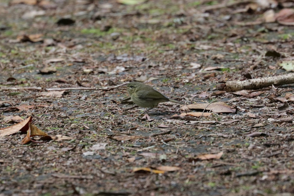 Canary Islands Chiffchaff - ML582476031