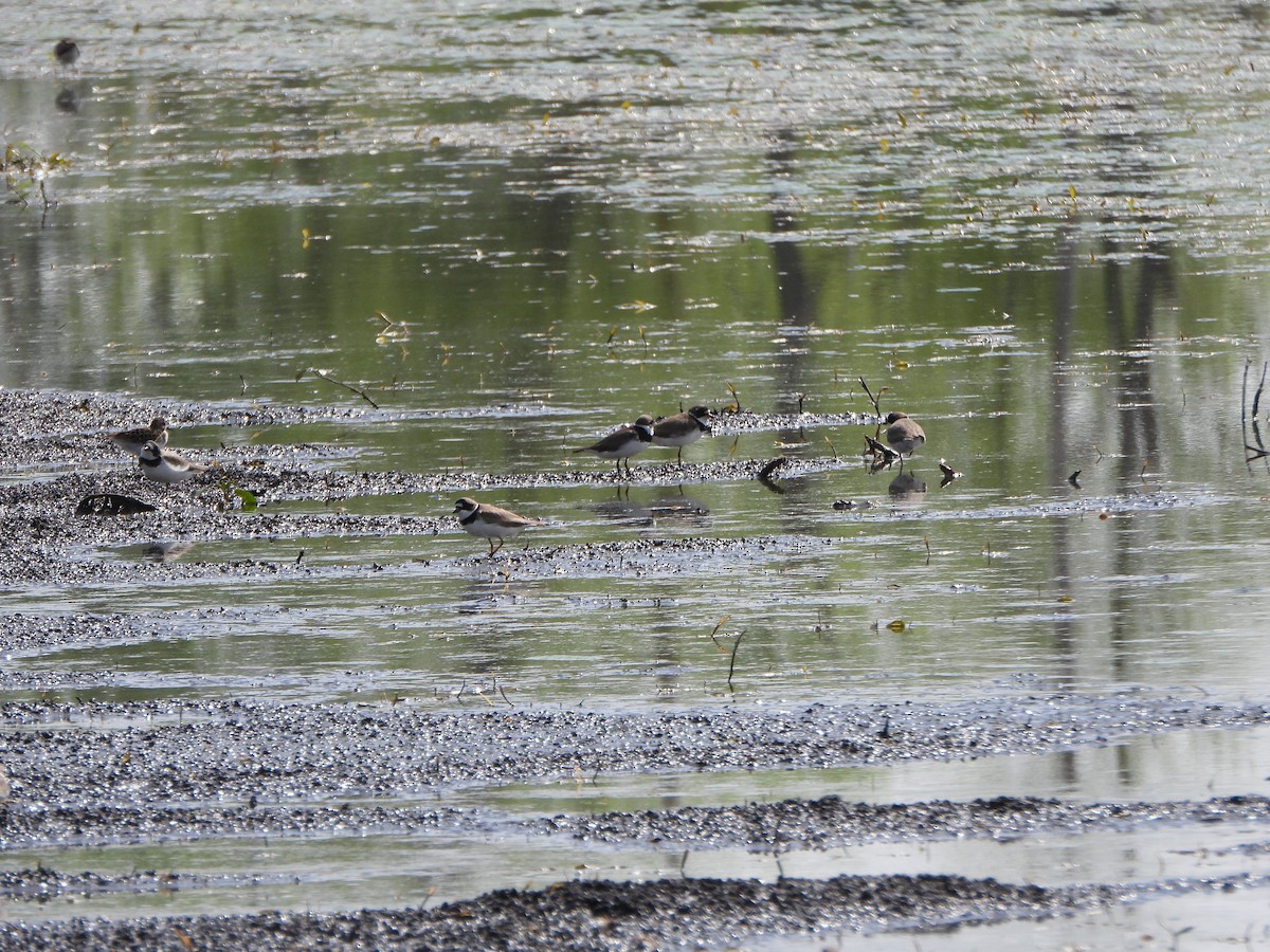 Semipalmated Plover - ML582476771