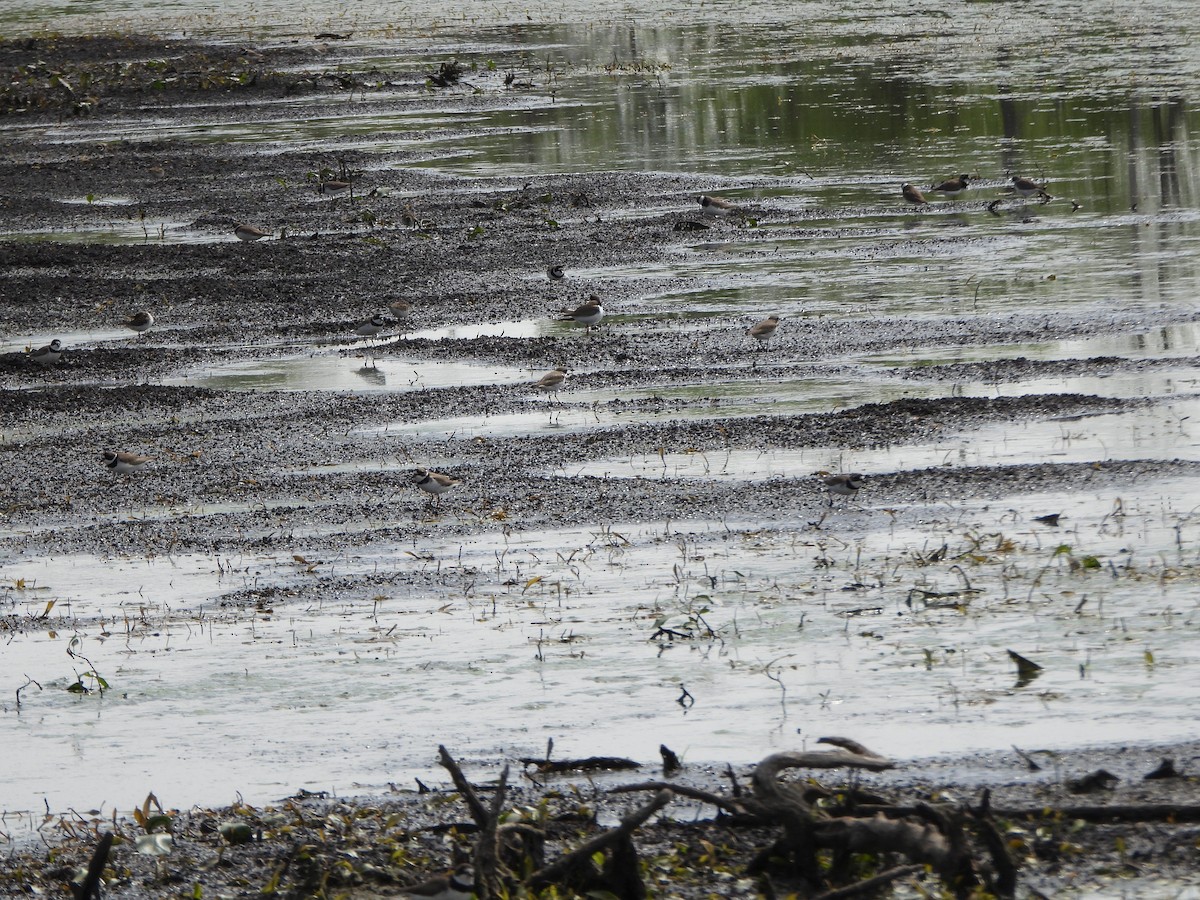 Semipalmated Plover - ML582476781