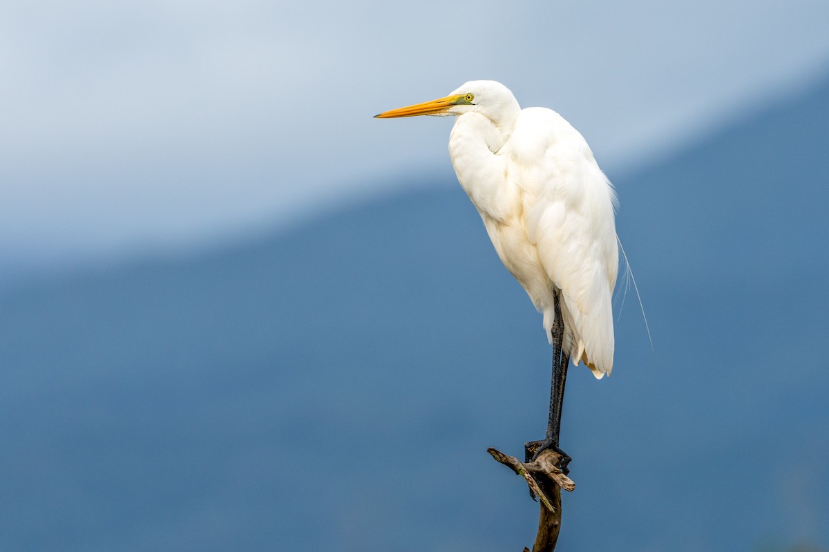 Grande Aigrette - ML582477181