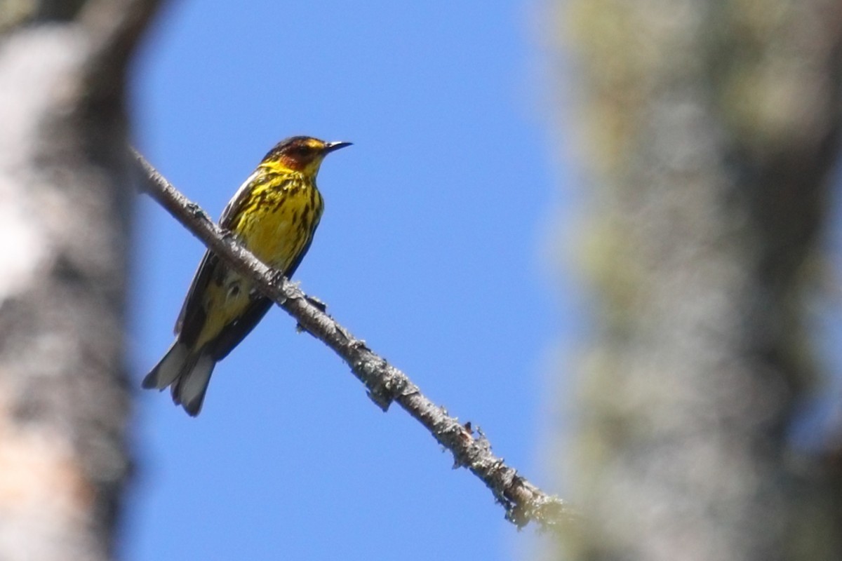 Cape May Warbler - ML582477511