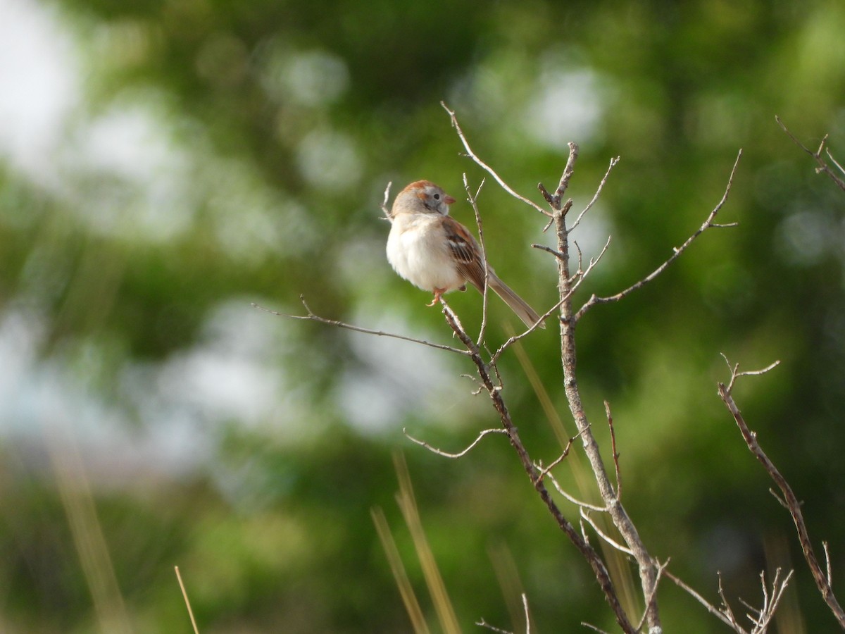 Field Sparrow - ML582477551