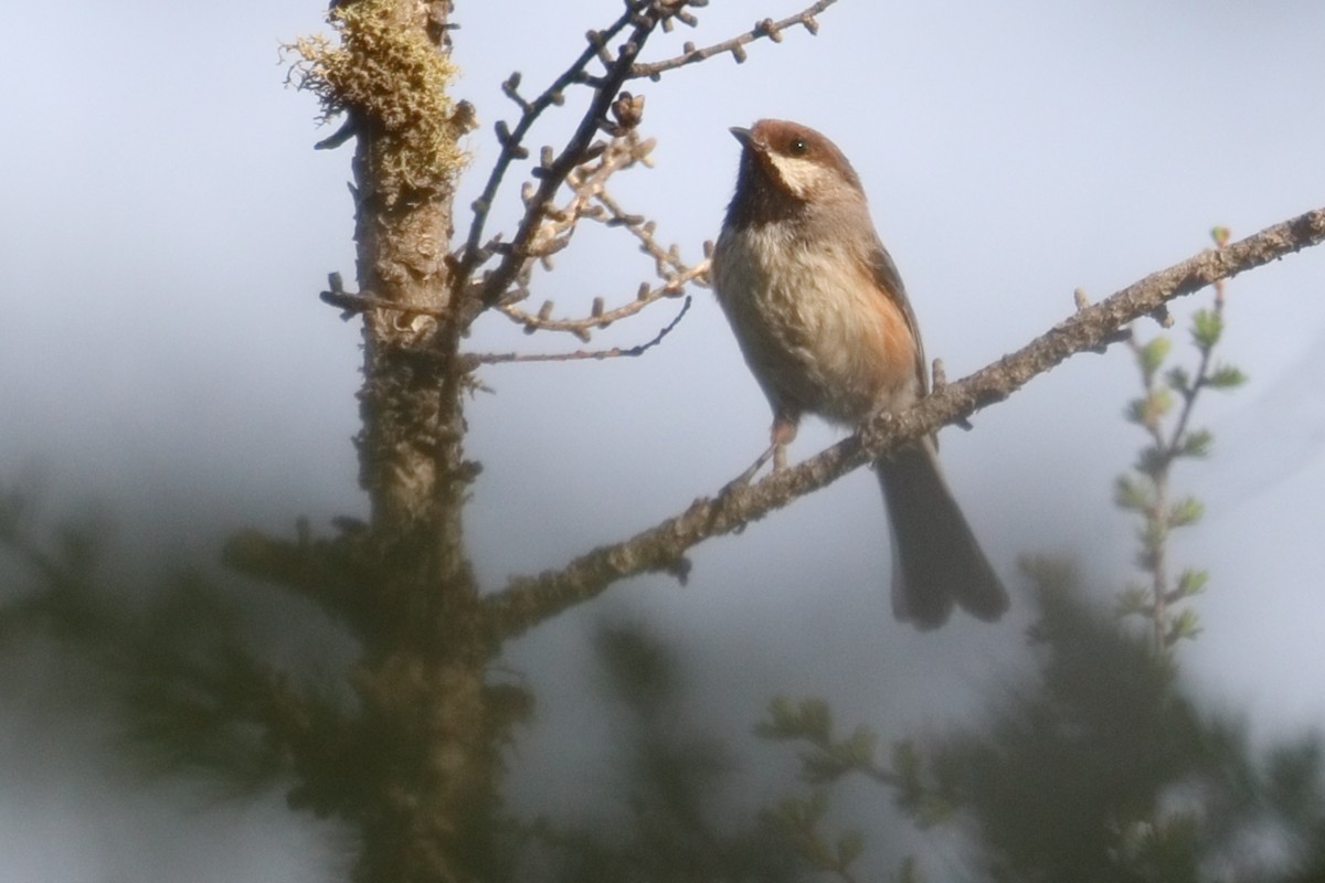 Boreal Chickadee - ML582477991