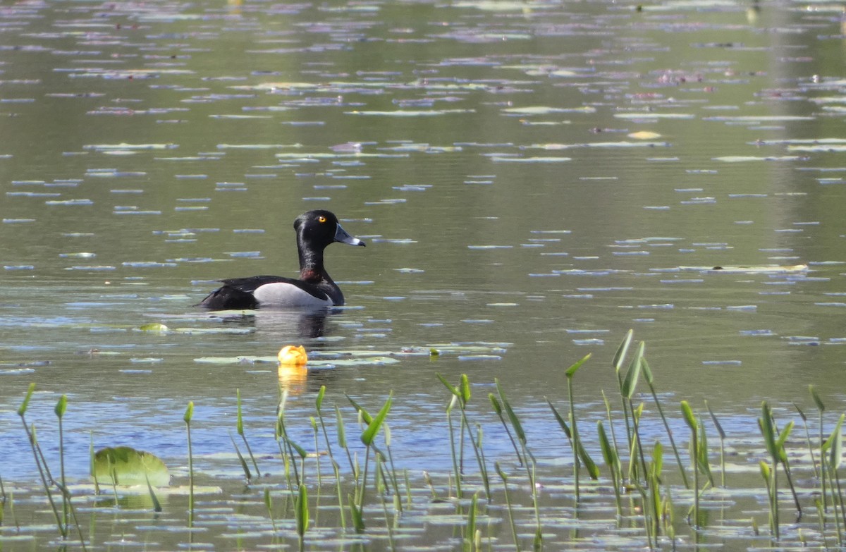 Ring-necked Duck - ML582478761