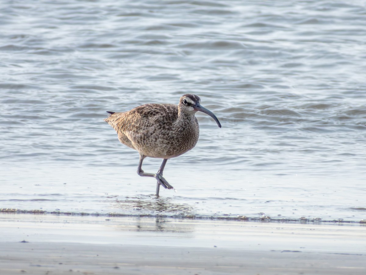 Regenbrachvogel - ML582479001