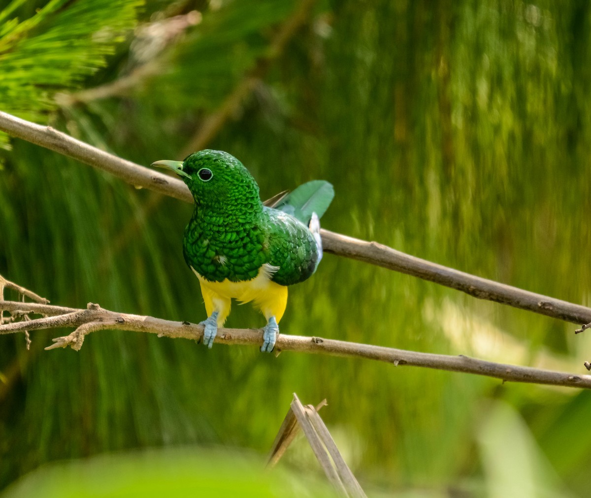 African Emerald Cuckoo - Marc Cronje- Nature Travel Birding