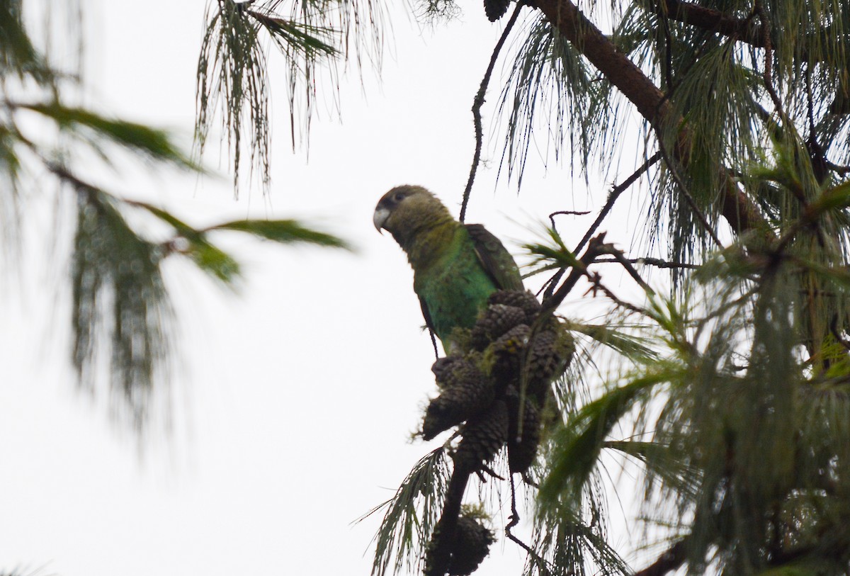 papoušek zelenobřichý - ML582480021