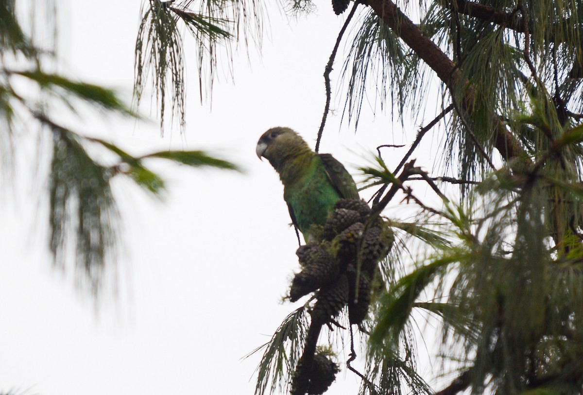 Cape Parrot - ML582480021