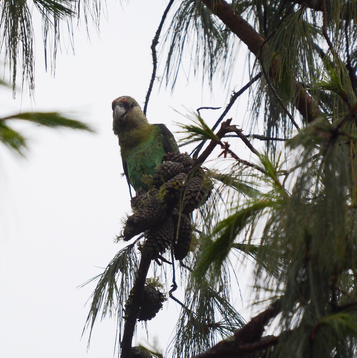 papoušek zelenobřichý - ML582480031