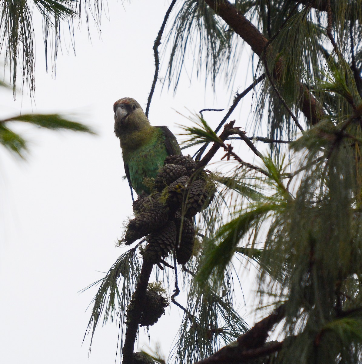 Cape Parrot - ML582480031