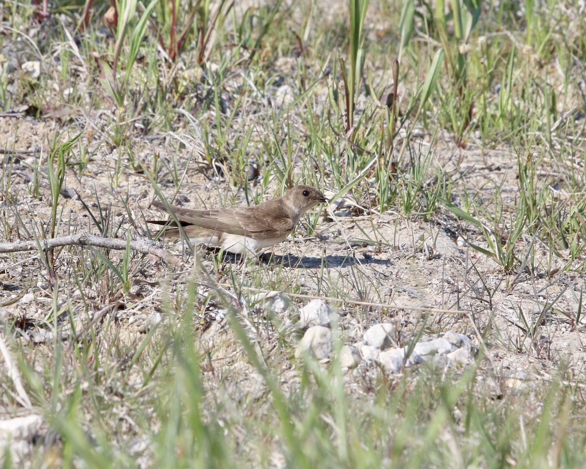 Northern Rough-winged Swallow - ML582480191