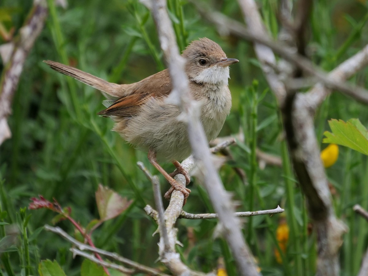 Greater Whitethroat - ML582481431