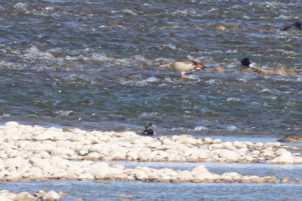 Egyptian Goose - ML582481441