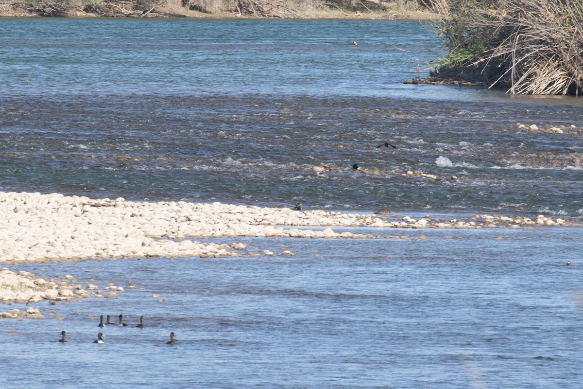 Egyptian Goose - ML582481451