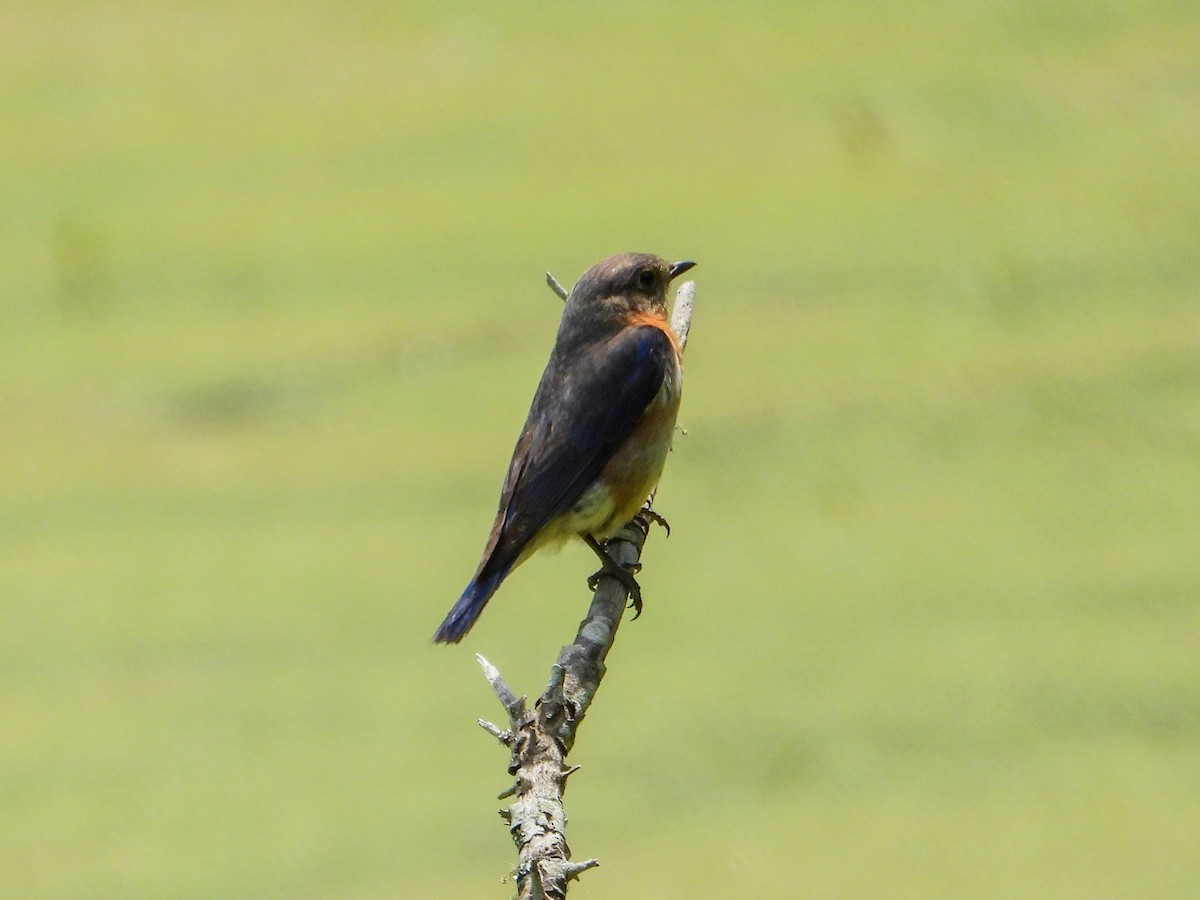 Eastern Bluebird - ML582481641