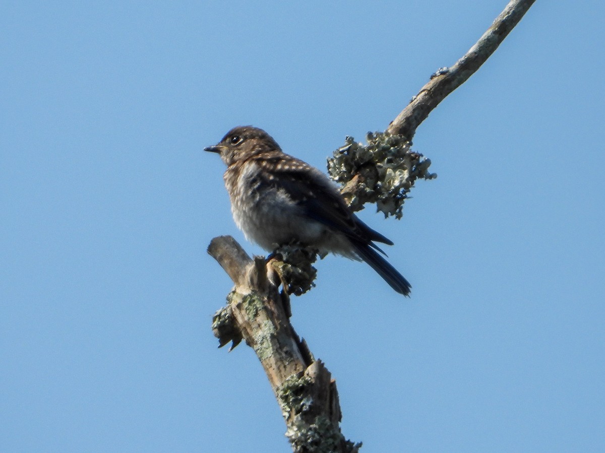 Eastern Bluebird - ML582481651