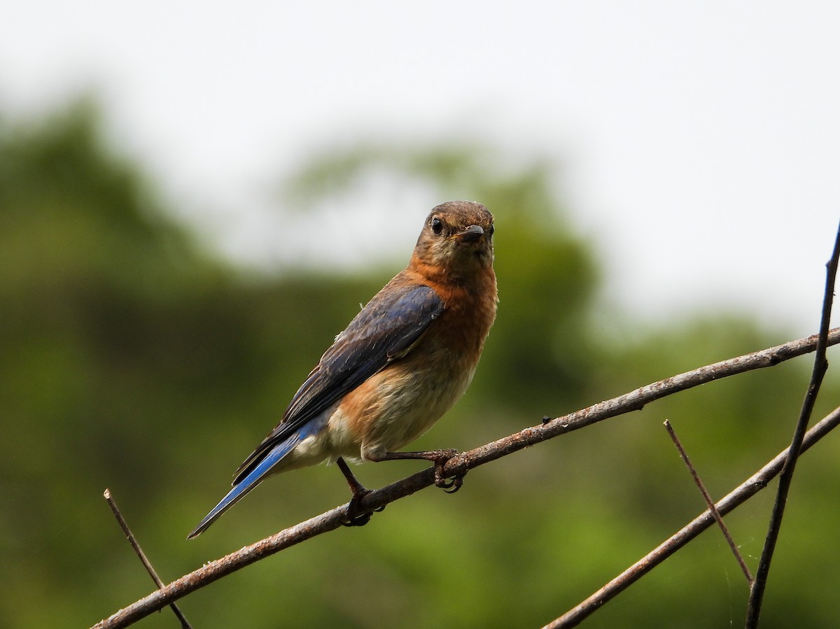 Eastern Bluebird - ML582481661