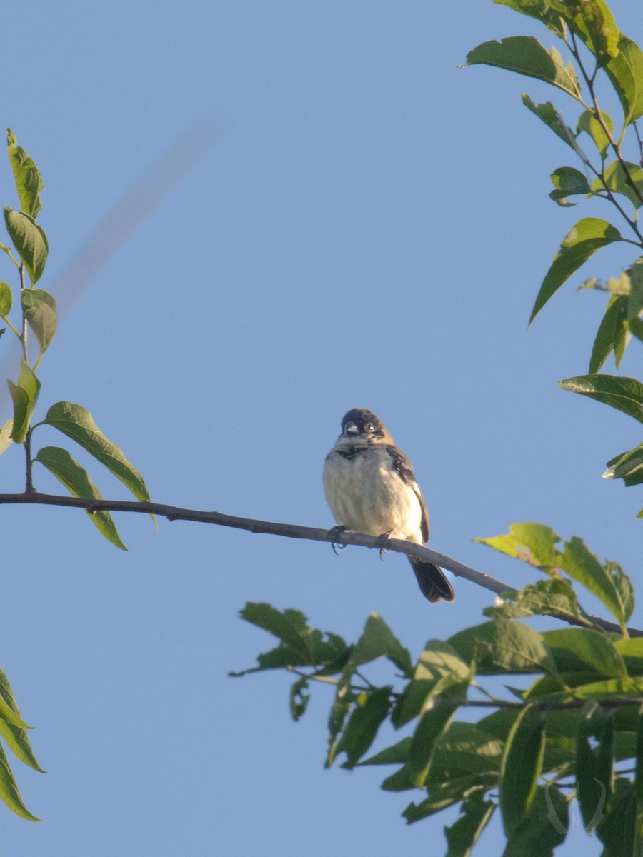 Morelet's Seedeater - ML582481951