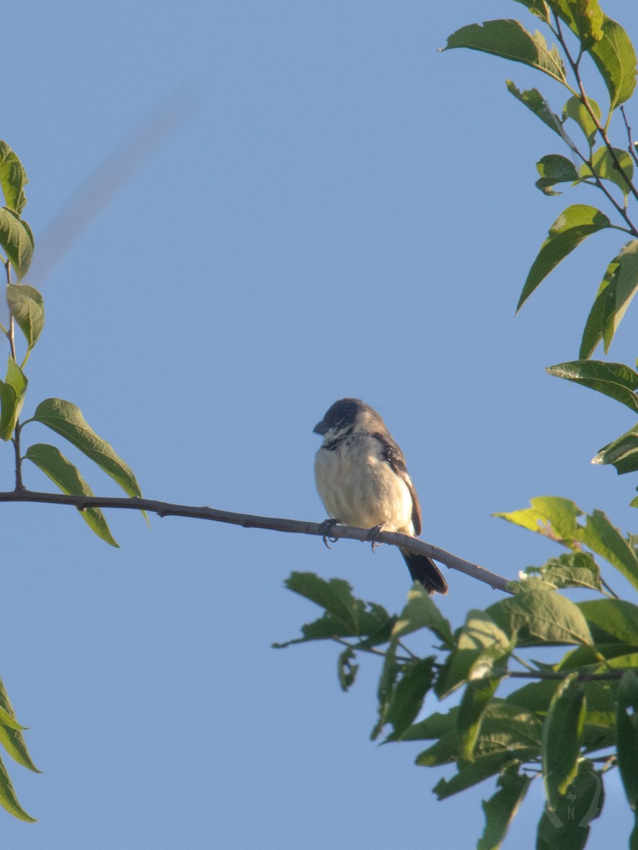 Morelet's Seedeater - ML582481961