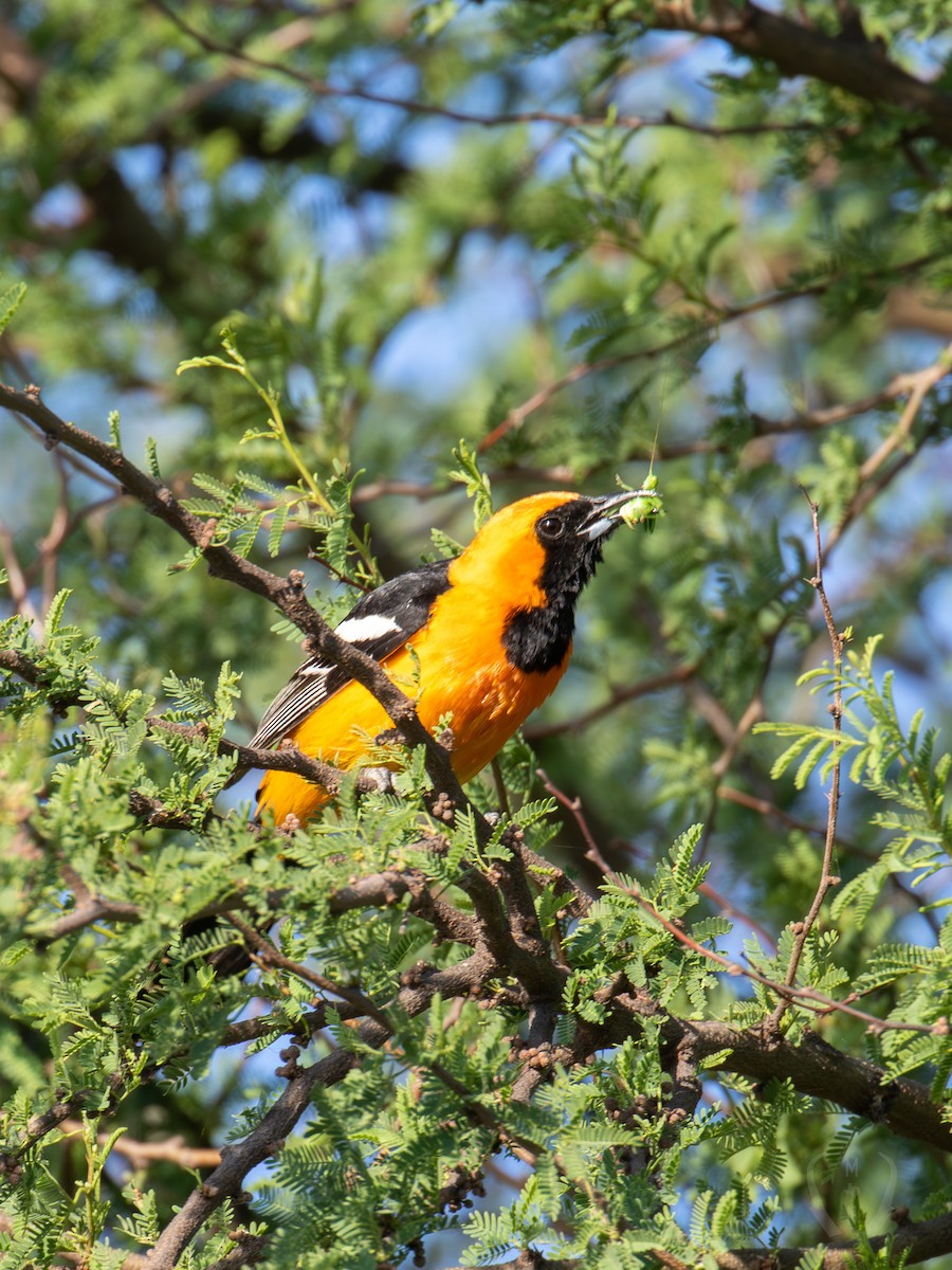 Hooded Oriole - ML582482141