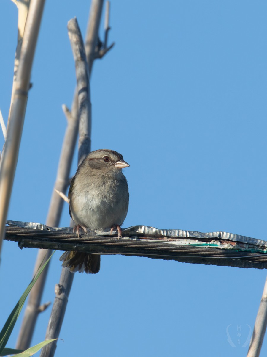 Olive Sparrow - ML582482161