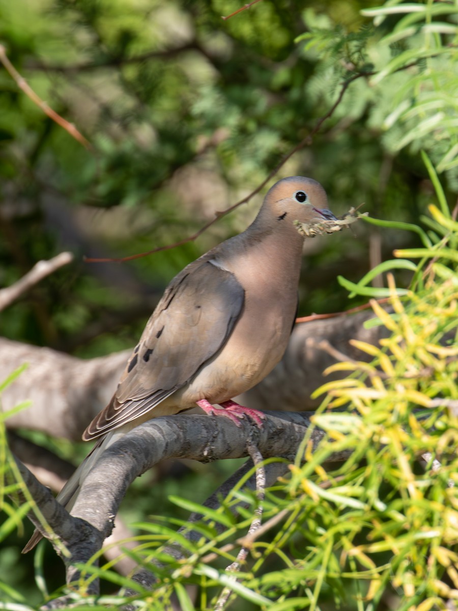 Mourning Dove - ML582482271