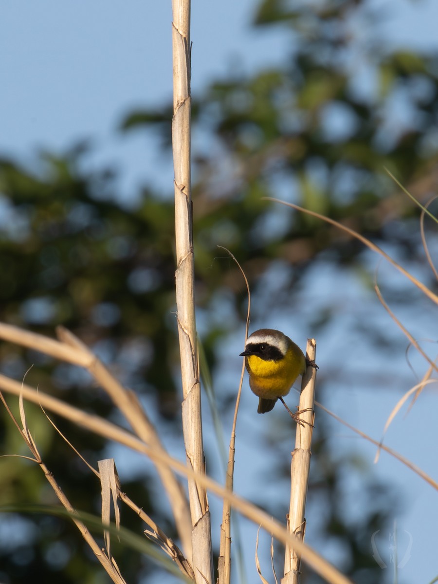 Common Yellowthroat - ML582482381