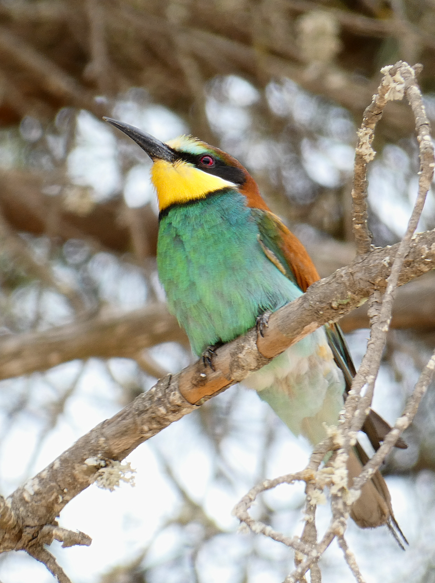 European Bee-eater - ML582484281