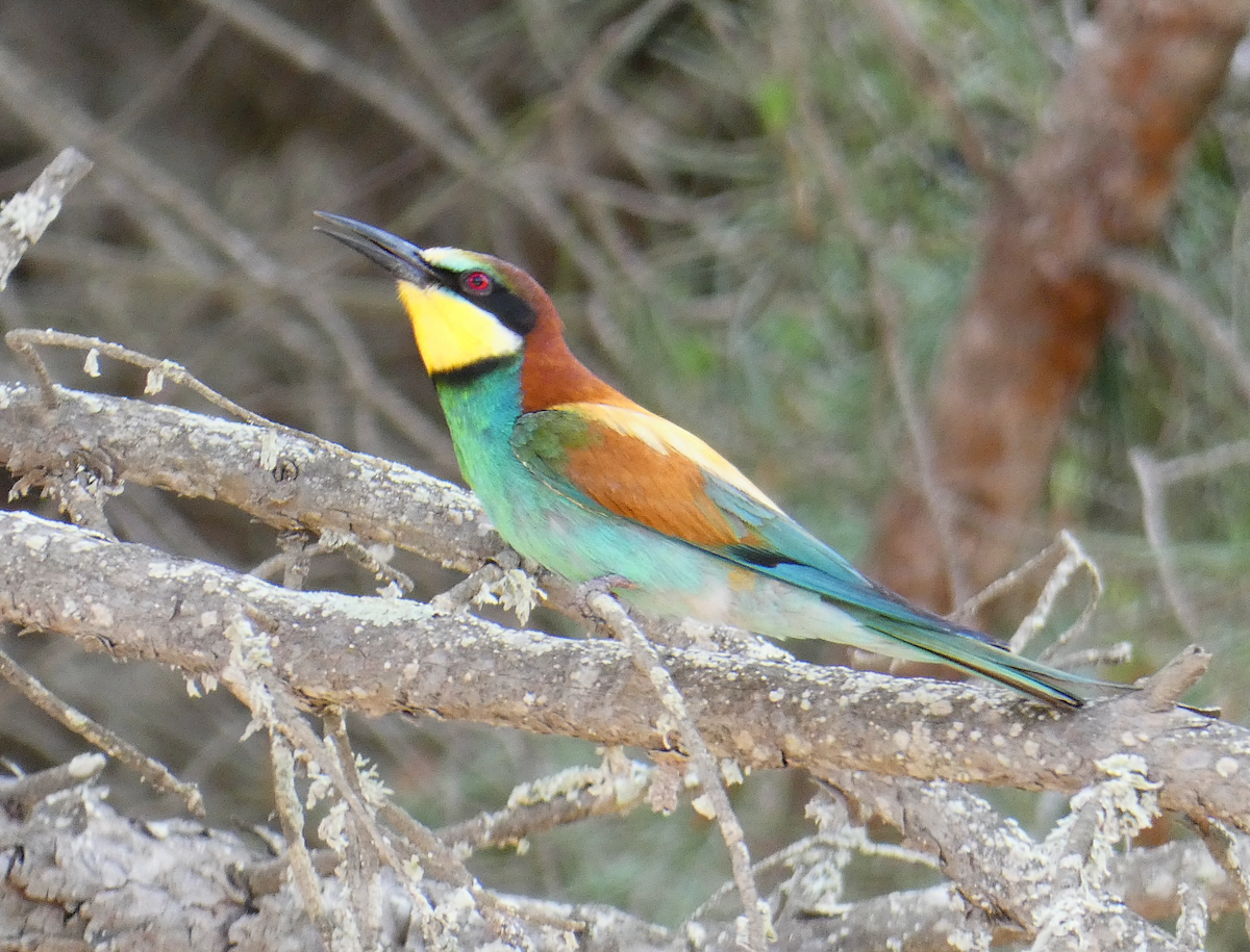 European Bee-eater - ML582485031