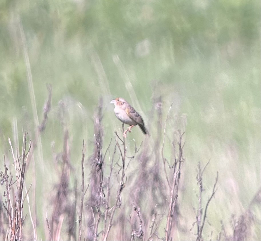 Grasshopper Sparrow - Mike Peczynski