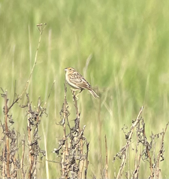 Grasshopper Sparrow - ML582485541