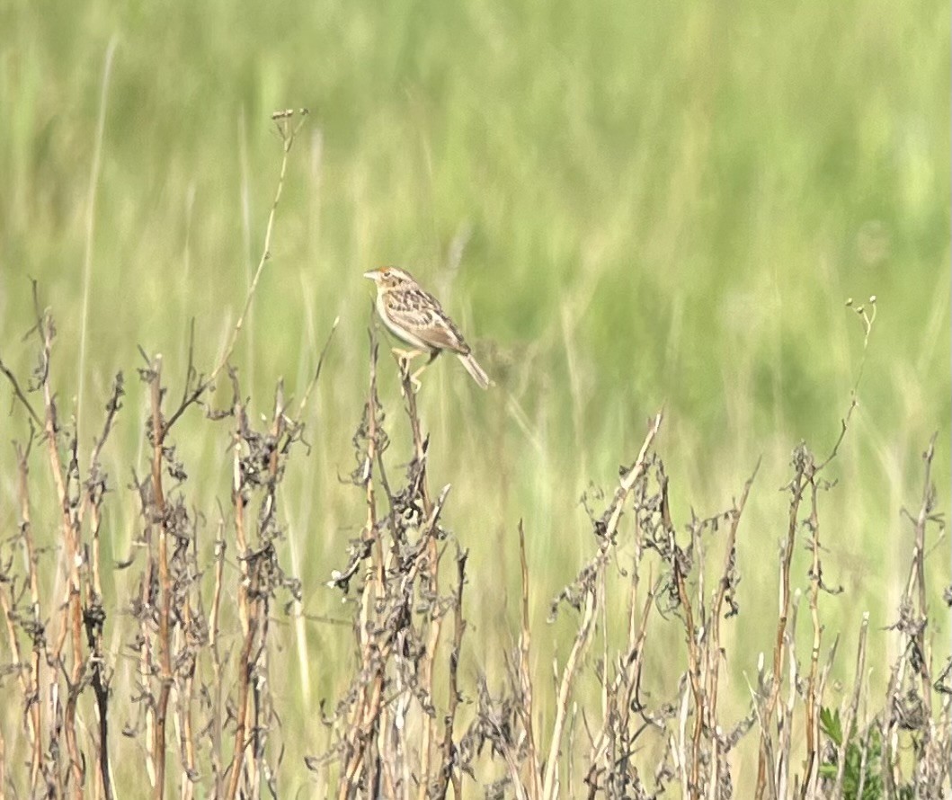 Grasshopper Sparrow - Mike Peczynski