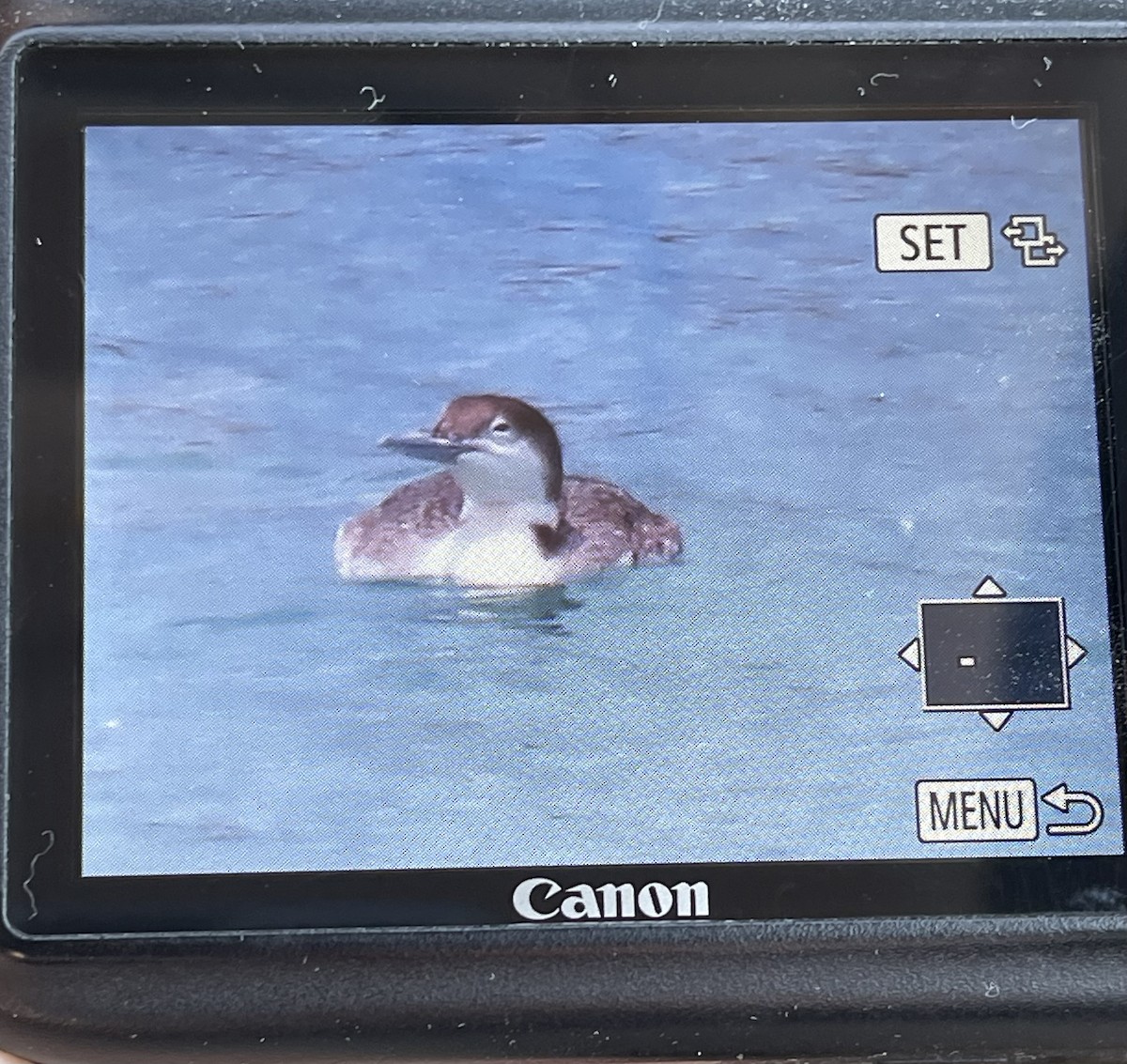 Common Loon - ML582485881