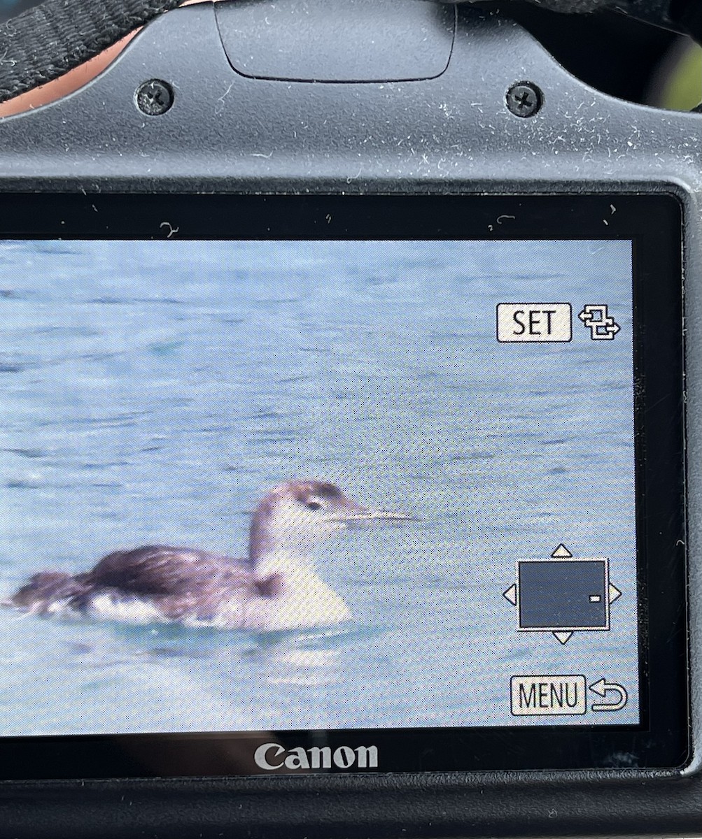 Common Loon - ML582485891