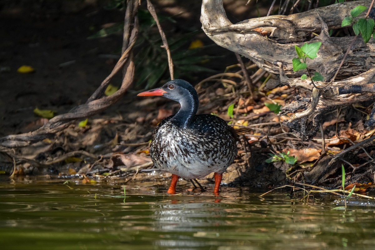 African Finfoot - ML582486131