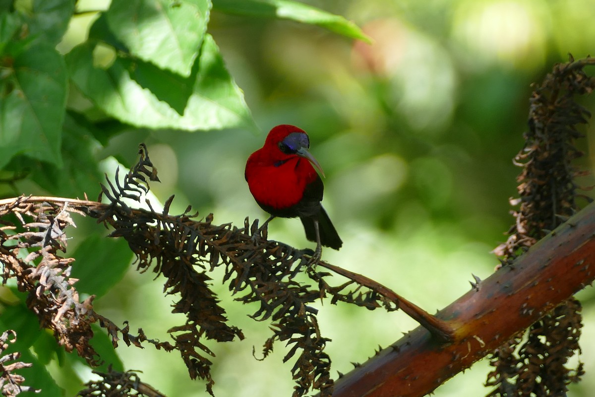 Magnificent Sunbird - Peter Kaestner