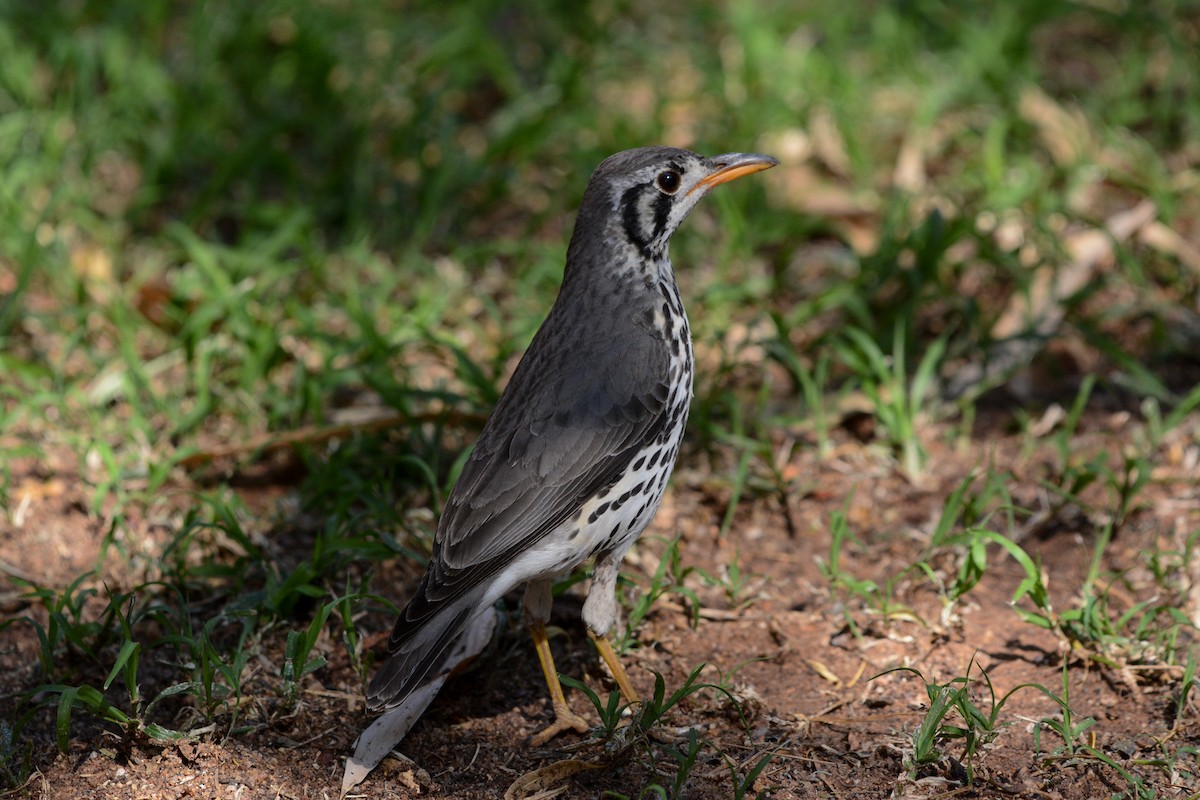 Groundscraper Thrush - ML582487161