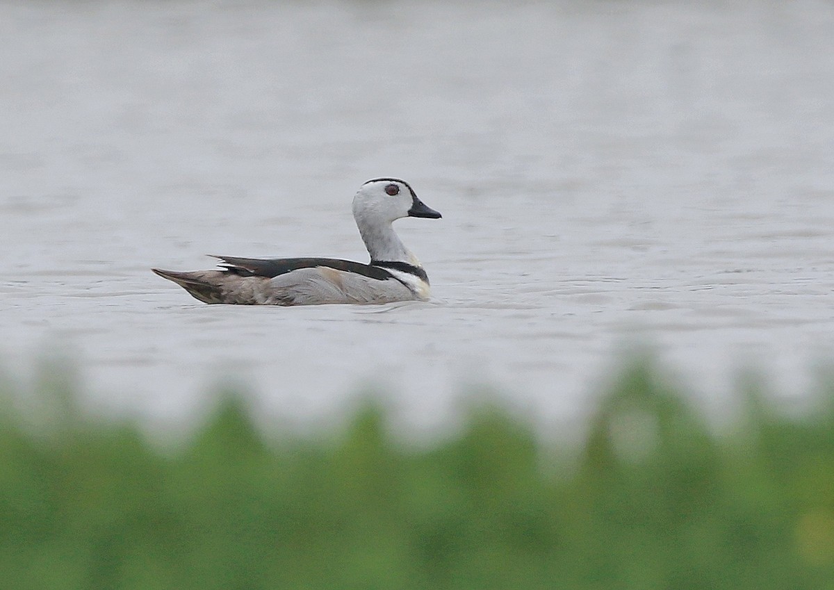 Cotton Pygmy-Goose - ML582487561