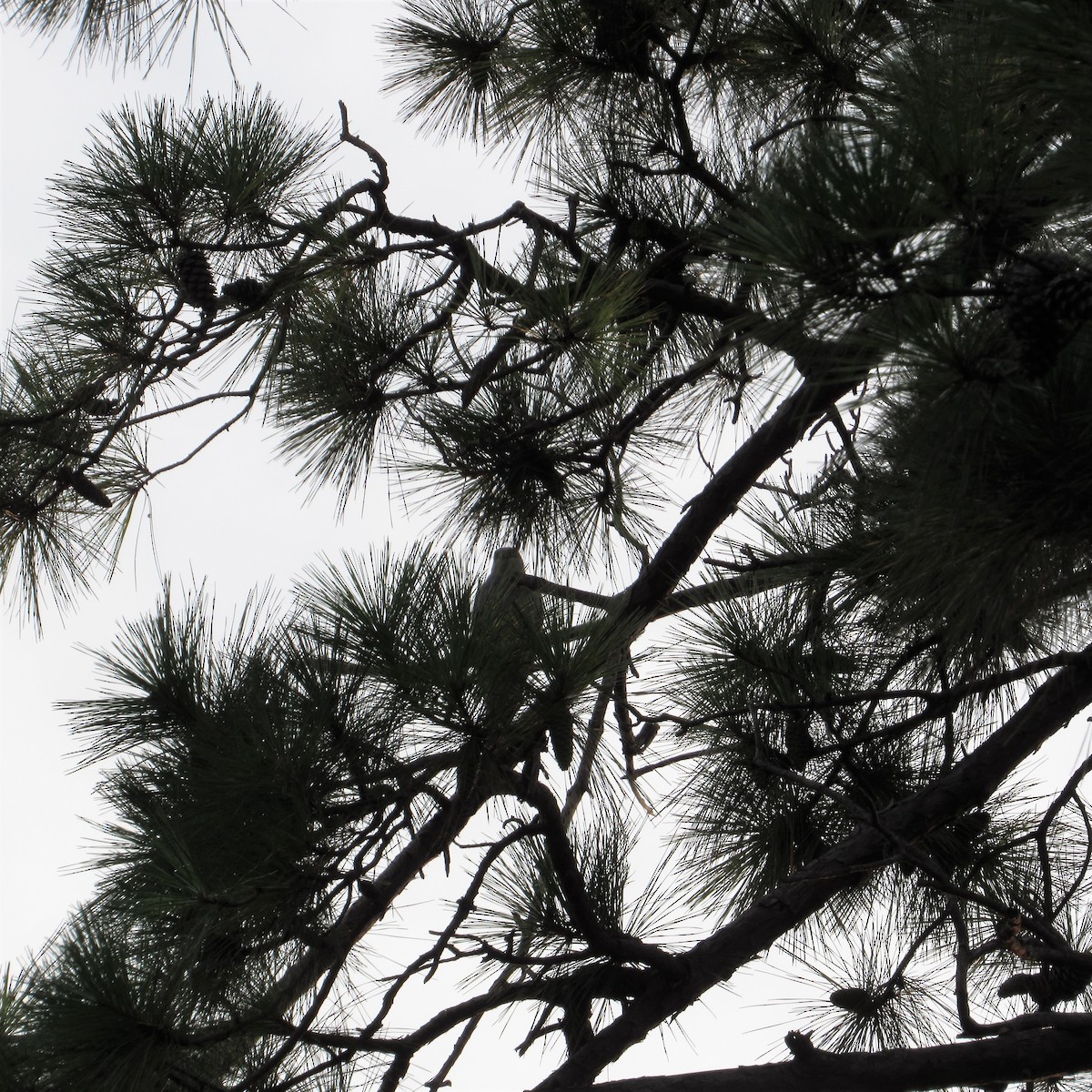 Mississippi Kite - ML582489801