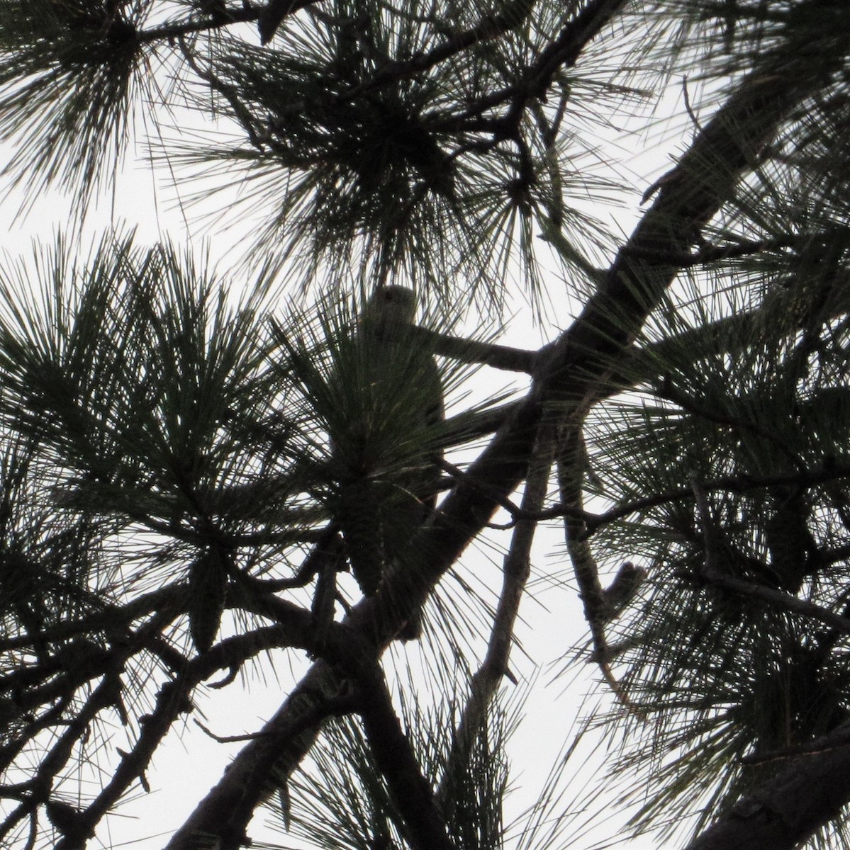 Mississippi Kite - ML582489841