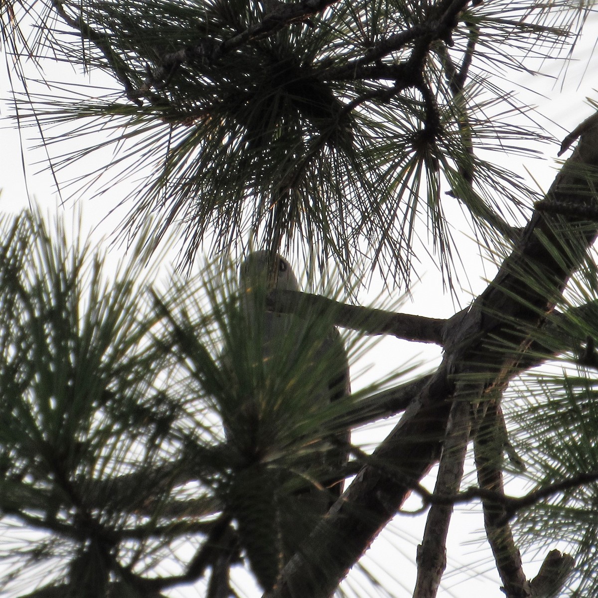 Mississippi Kite - ML582489861