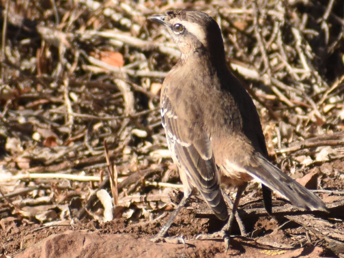 Chilean Mockingbird - ML582490571