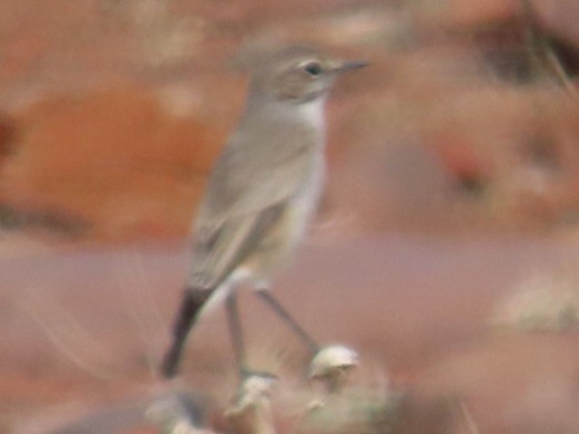 Sickle-winged Chat - ML582490591