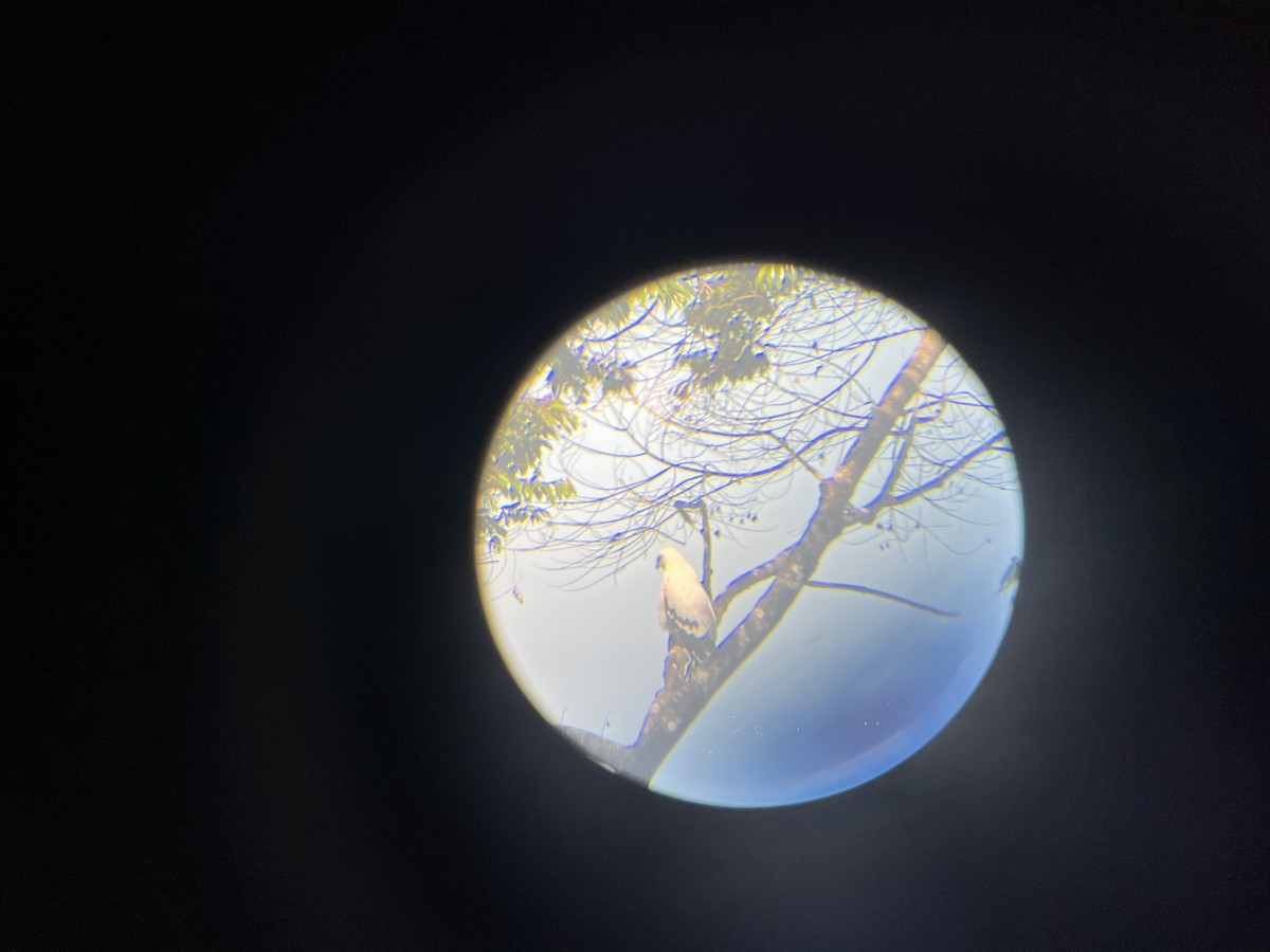 White Hawk - ML582491121