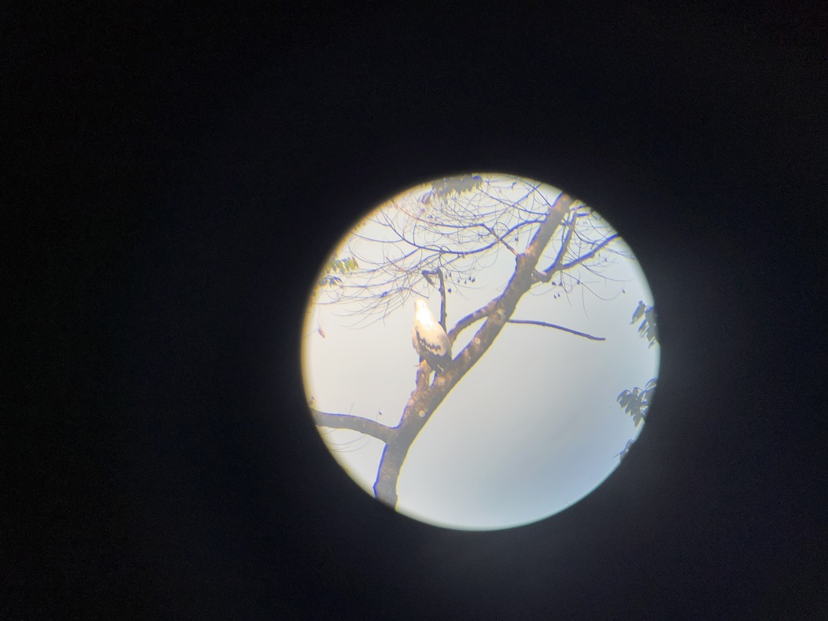 White Hawk - ML582491131