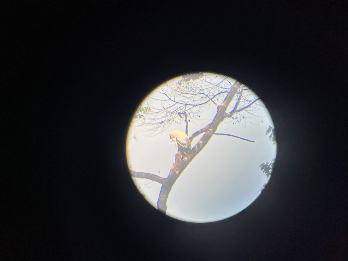 White Hawk - ML582491141