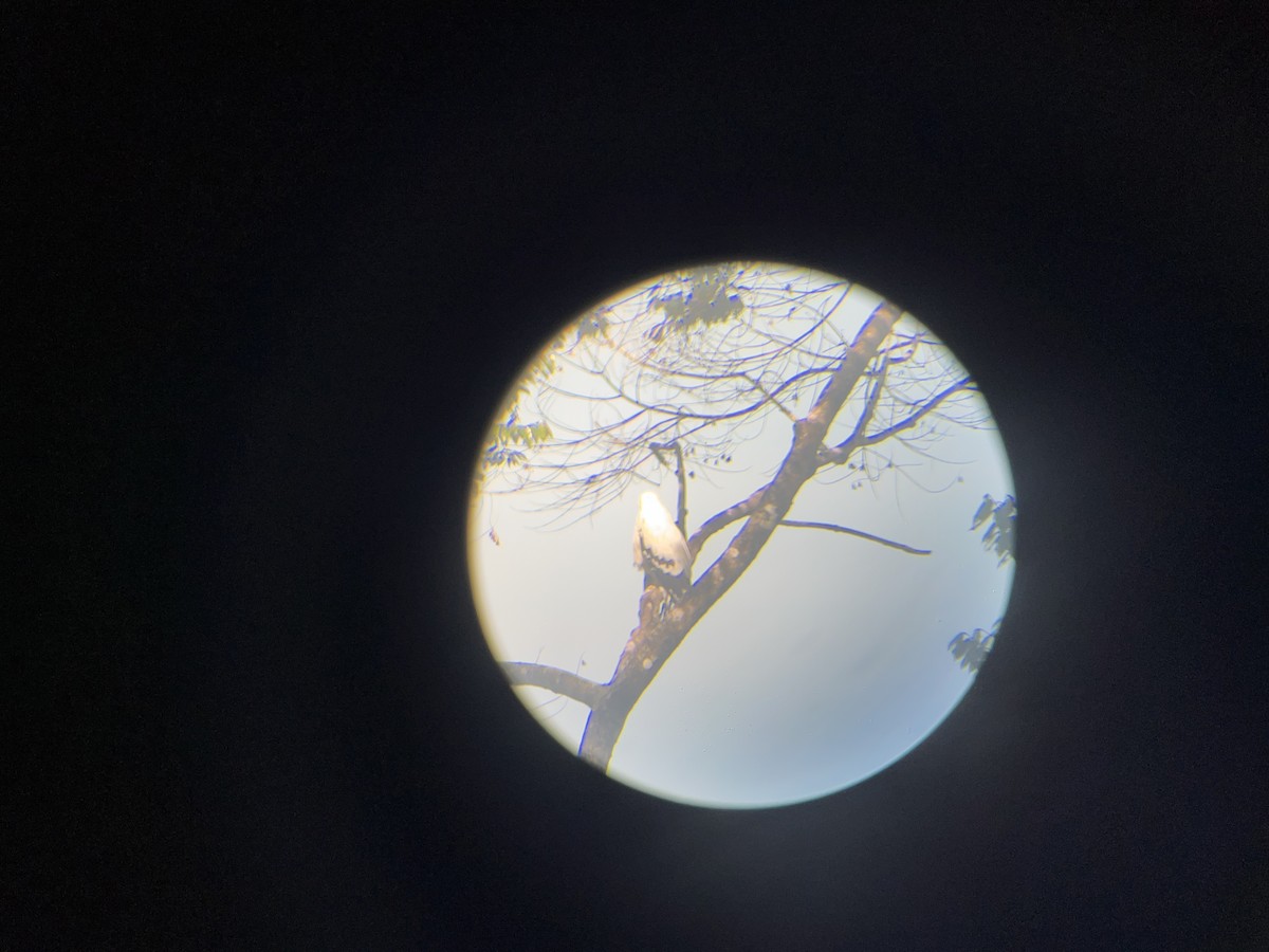 White Hawk - ML582491161