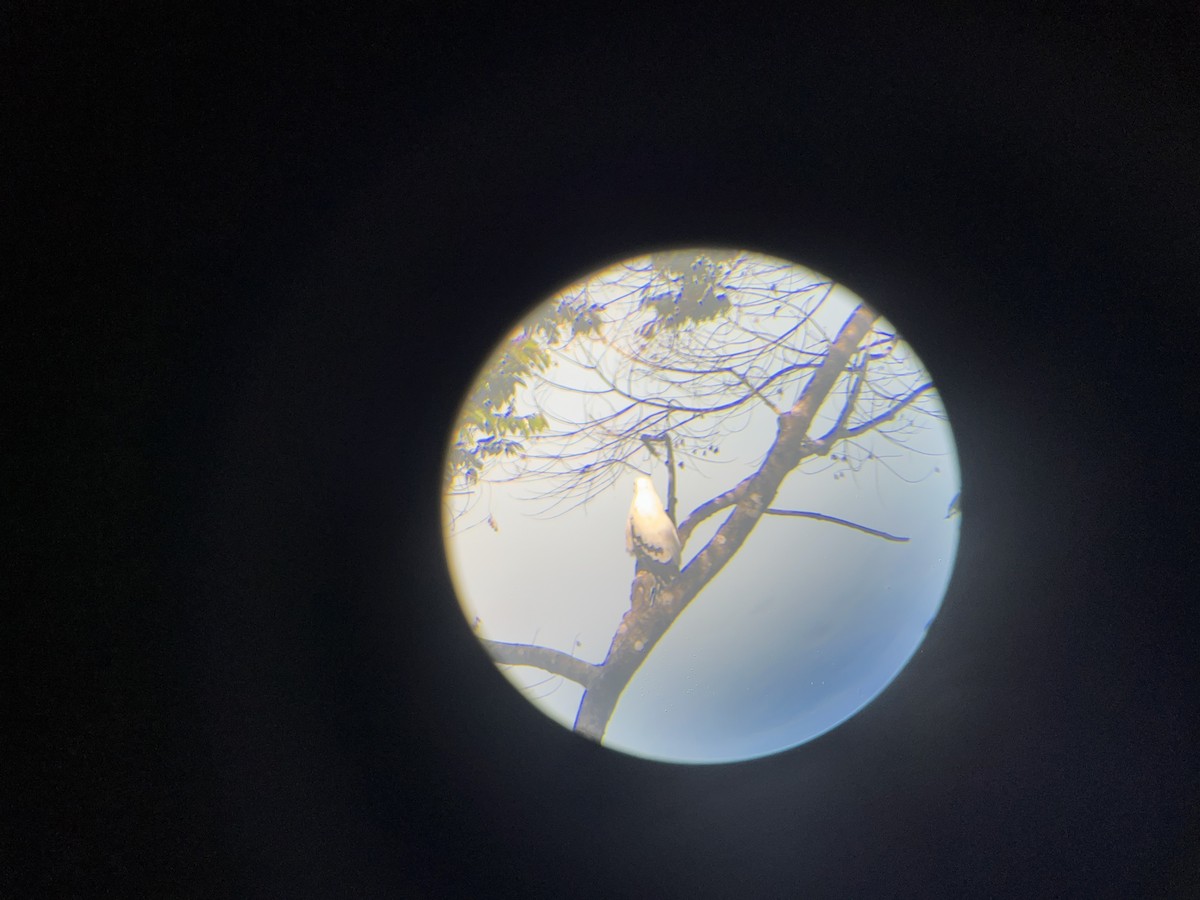 White Hawk - ML582491171